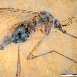Fossil specimen of a blood-engorged mosquito preserved in shale, Fossilized blood-engorged mosquito discovered by Dr. Dale Greenwalt