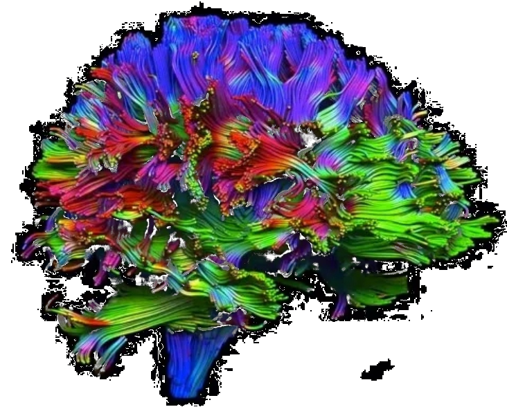 A vibrant 3D diffusion tensor imaging (DTI) brain tractography rendering, showing colorful neural pathways in shades of blue, green, red, and purple isolated on a black background, illustrating cognitive networks for the Nature and Science Podcast episode on behavioral science with Dr. JonRobert Tartaglione