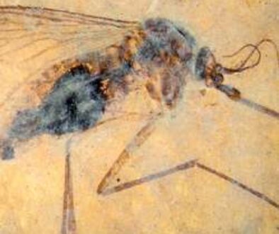 Fossilized blood-engorged mosquito discovered by Dr. Dale Greenwalt
